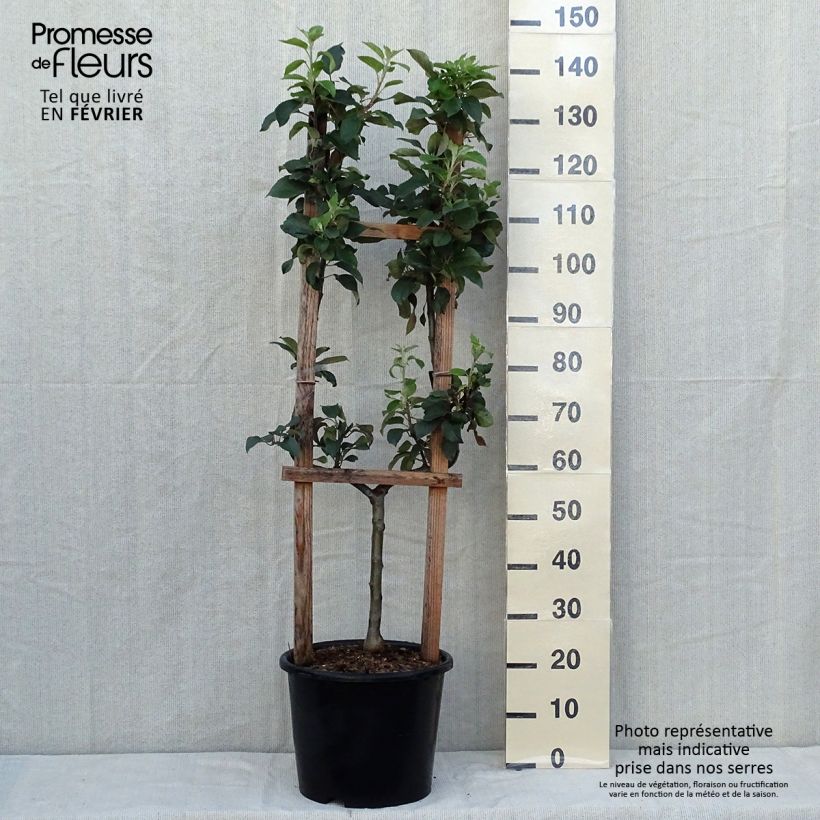 Ejemplar de Manzano Reine des Reinettes Maceta 12L/15L, Poda palmeta simple U entregado en otoño
