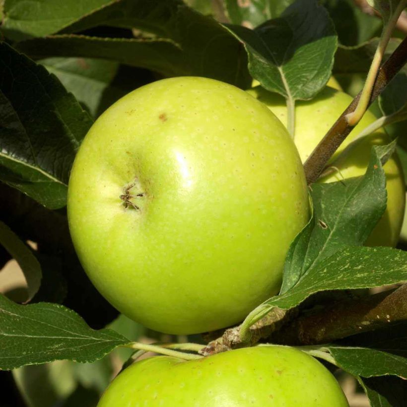 Manzano Reinette du Mans (Cosecha)