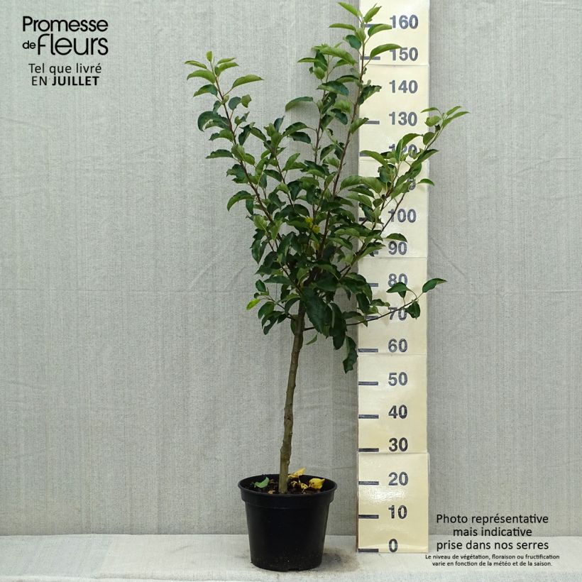 Ejemplar de Manzano Royal Gala Maceta 7,5L/10L, CopaAltura de entrega aprox. 140/160cm entregado en verano