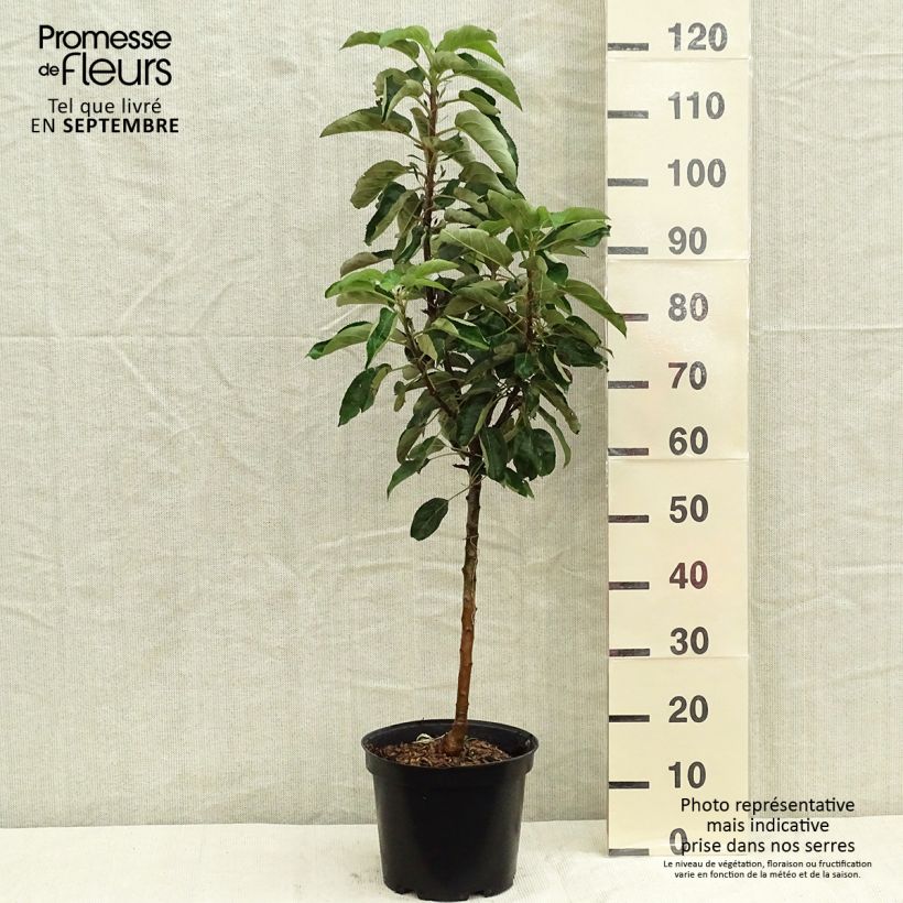 Ejemplar de Manzano columnar Sonate Maceta 7,5L/10L, Columnar entregado en otoño