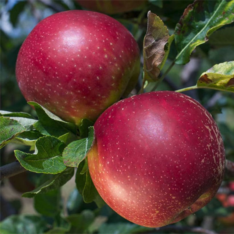 Manzano Summerred (Cosecha)