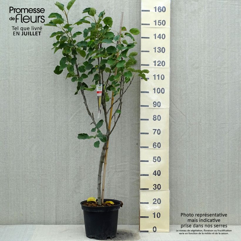 Ejemplar de Manzano Transparente de Croncels Maceta 7,5L/10L, CopaAltura de entrega aprox. 140/160cm entregado en verano