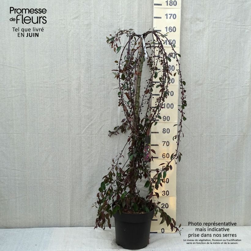 Ejemplar de Manzano de flor Royal Beauty Maceta 12L/15LAltura de entrega aprox. 110/120cm entregado en verano