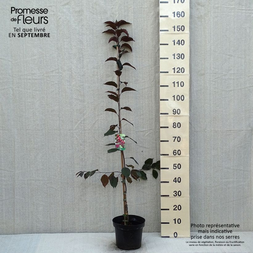 Ejemplar de Manzano de flor Royalty Maceta 4L/5L entregado en verano