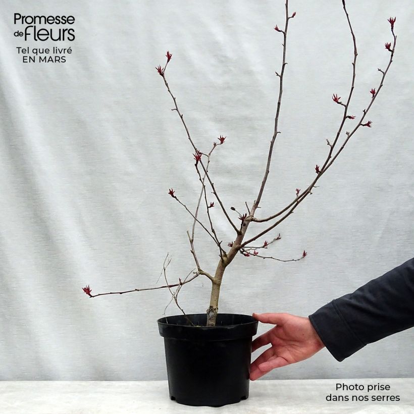 Manzano de flor Rudolph Maceta 4L/5L Ejemplar entregado en la primavera
