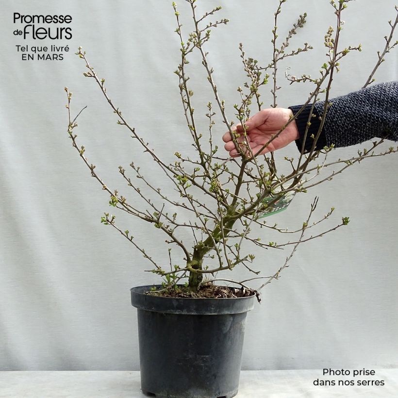 Malus toringo var. sargentii Tina - Manzano de flor Maceta 7,5L/10LAltura de entrega aprox. 40/50cm Ejemplar entregado en la primavera