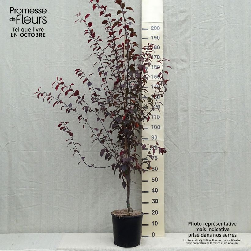 Ejemplar de Manzano de flor Coccinella Courtarou Maceta 7,5L/10L entregado en otoño