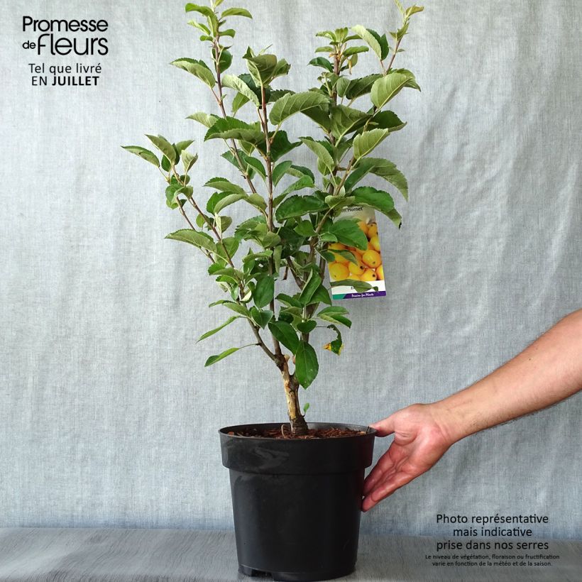 Ejemplar de Manzano de flor Golden Hornet Maceta 4L/5LAltura de entrega aprox. 80/100cm entregado en verano