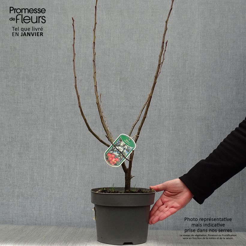 Manzano de flor John Downie Maceta 4L/5L Ejemplar entregado en invierno