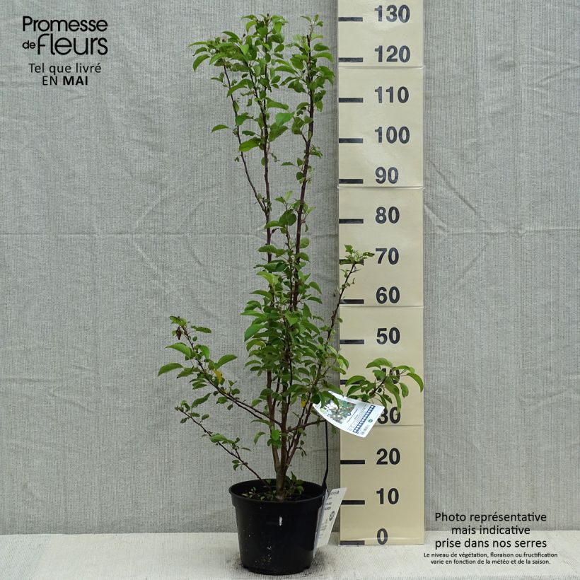 Manzano de flor Evereste Maceta 3L/4LAltura de entrega aprox. 60cm Ejemplar entregado en la primavera