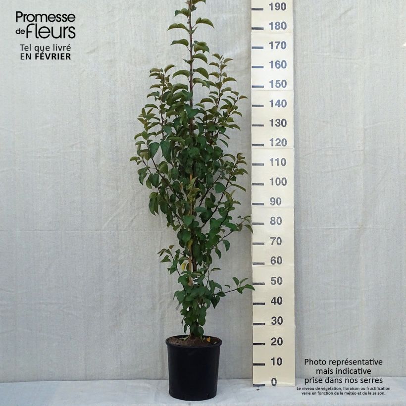 Ejemplar de Manzano de flor Evereste Maceta 6L/7L entregado en otoño