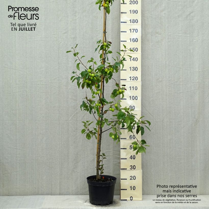 Ejemplar de Manzano de flor Evereste Maceta 6L/7LAltura de entrega aprox. 80/100cm entregado en verano