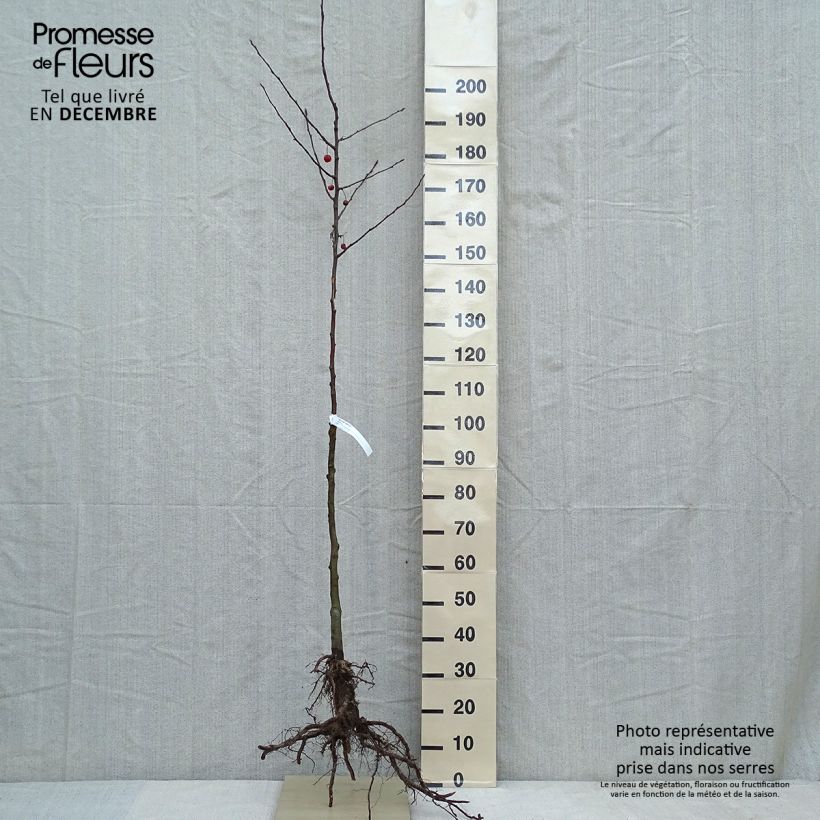 Manzano de flor Evereste Raíces desnudasAltura de entrega aprox. 180/200cm Ejemplar entregado en invierno