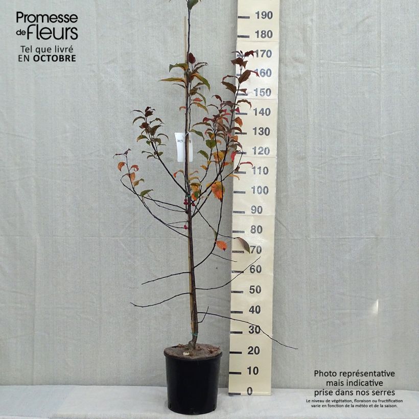 Ejemplar de Manzano de flor Prairiefire Maceta 12L/15L entregado en otoño
