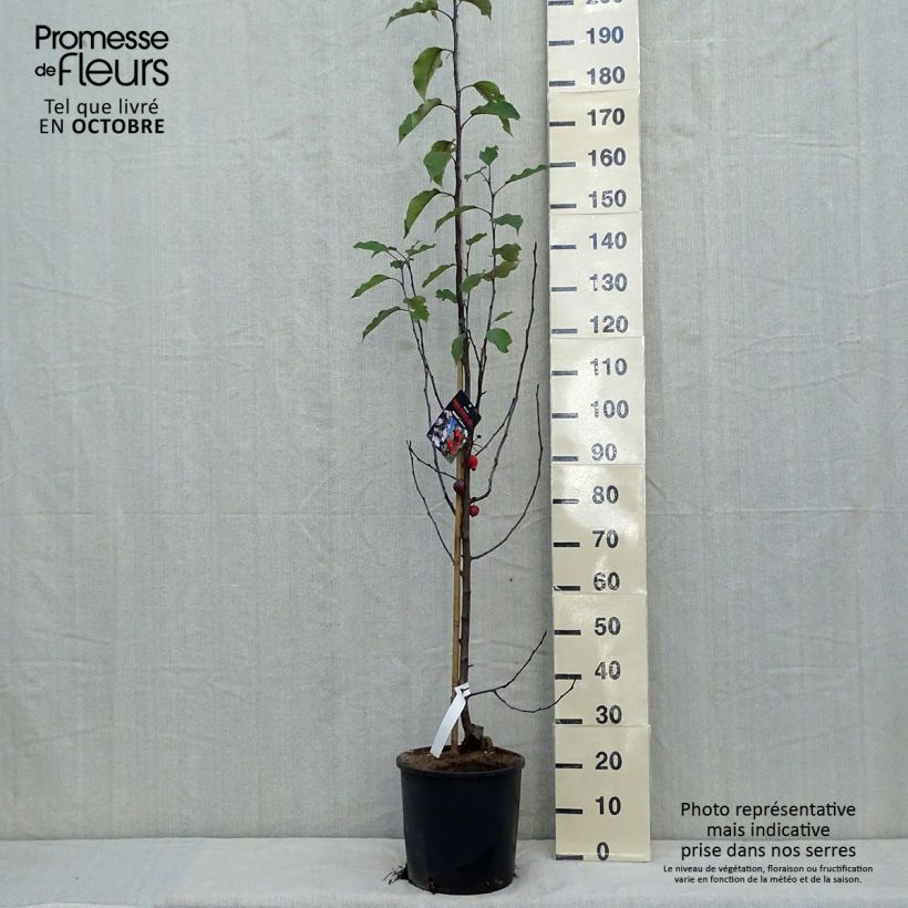 Ejemplar de Manzano de flor Red Obelisk Maceta 12L/15L entregado en otoño