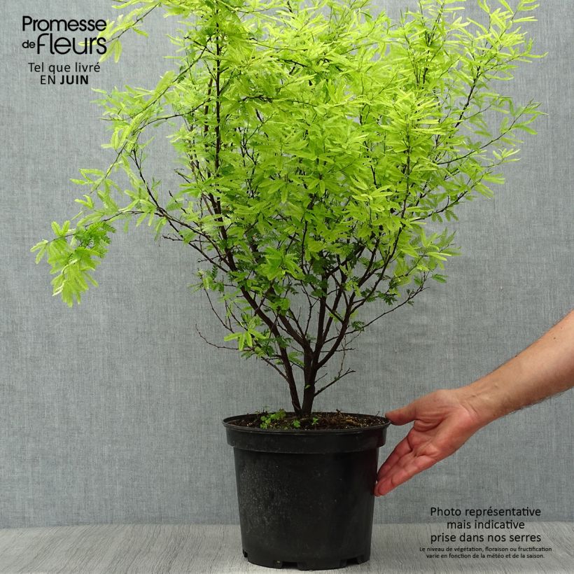 Ejemplar de Calliandra surinamensis Maceta 7,5L/10LAltura de entrega aprox. 80+cm entregado en verano