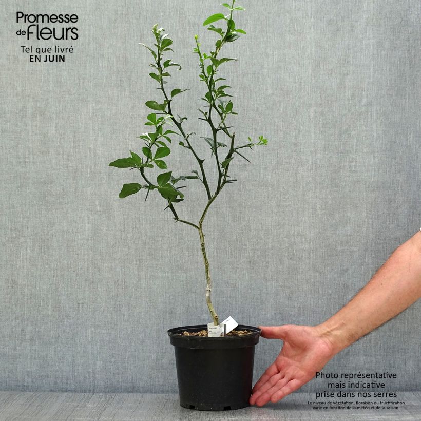 Ejemplar de Naranjo trifoliado - Poncirus trifoliata Maceta 3L/4L entregado en verano