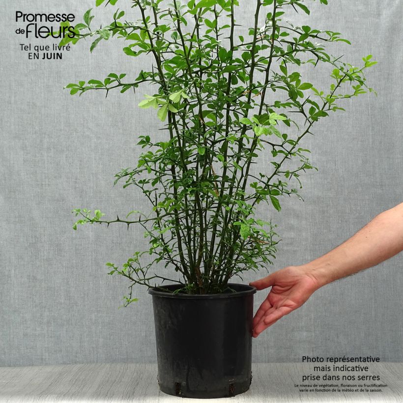 Ejemplar de Naranjo trifoliado - Poncirus trifoliata Maceta 7,5L/10L entregado en verano