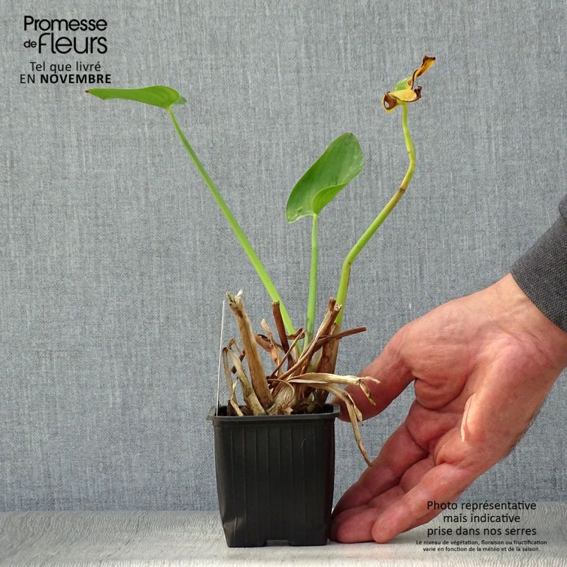 Ejemplar de Pontederia cordata Maceta de 8/9 cm entregado en otoño