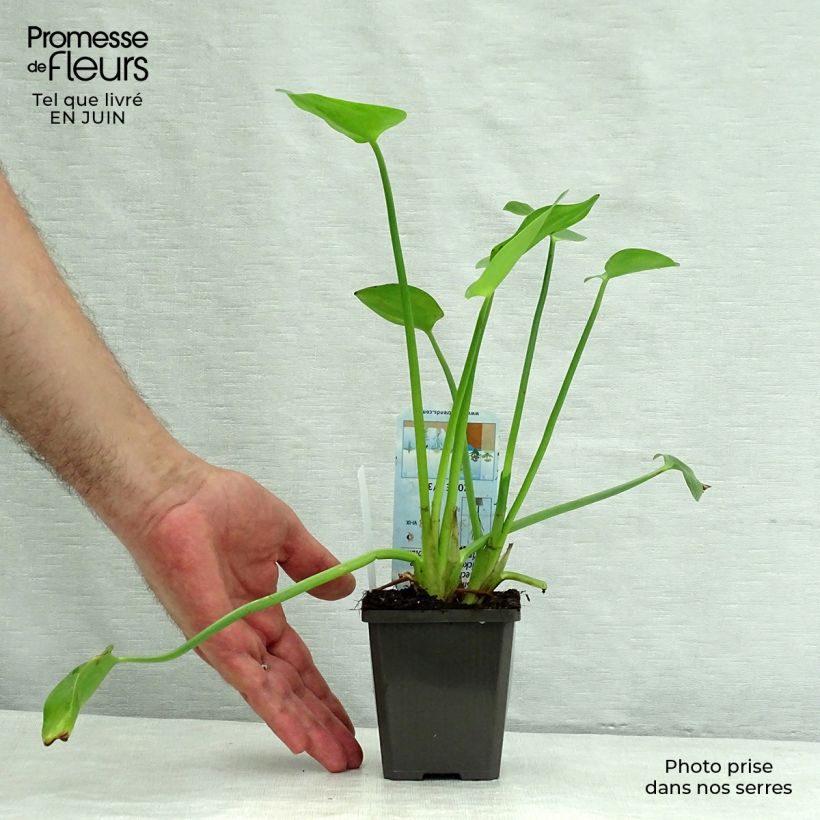 Ejemplar de Pontederia cordata White Pike Maceta de 8/9 cm entregado en verano