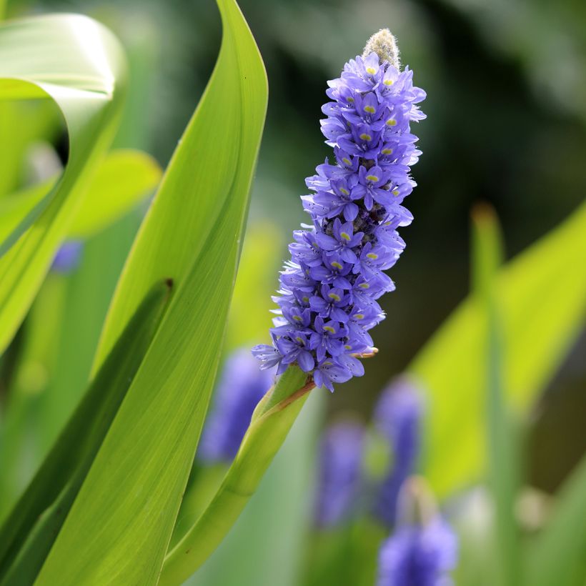 Pontederia lanceolata (Floración)
