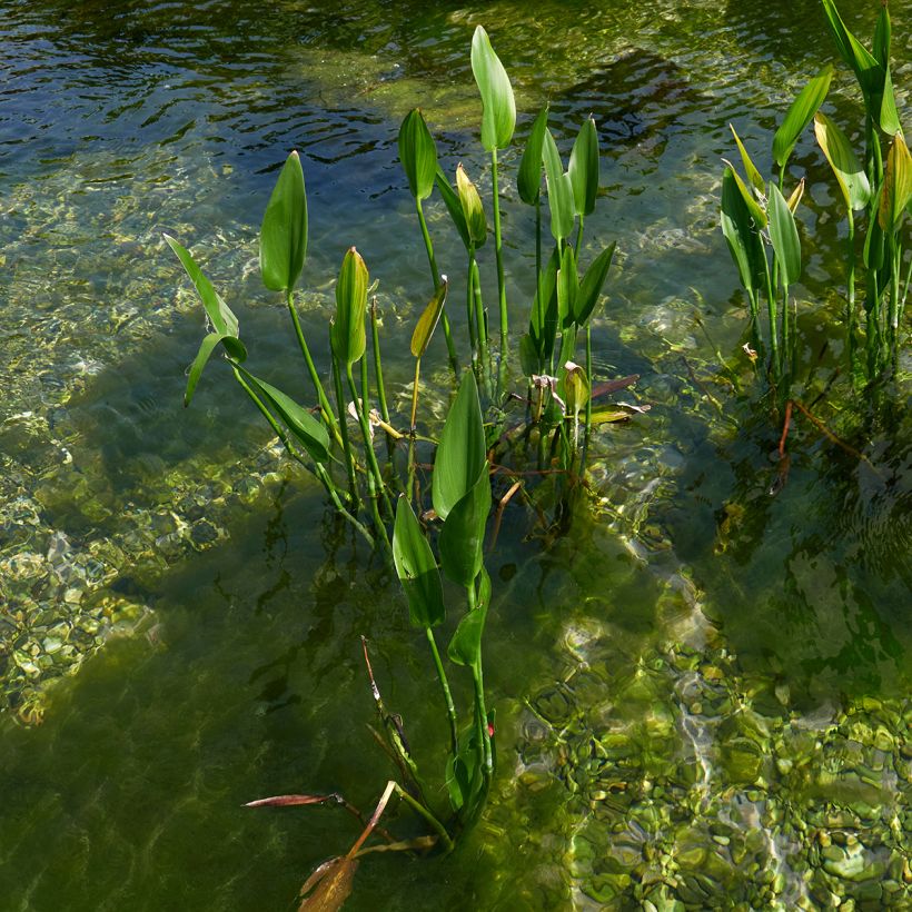 Pontederia lanceolata (Porte)