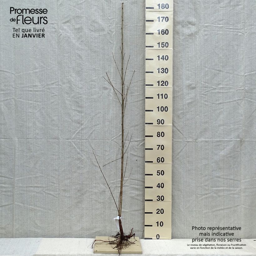 Populus nigra - Álamo negro Raíces desnudas Ejemplar entregado en invierno