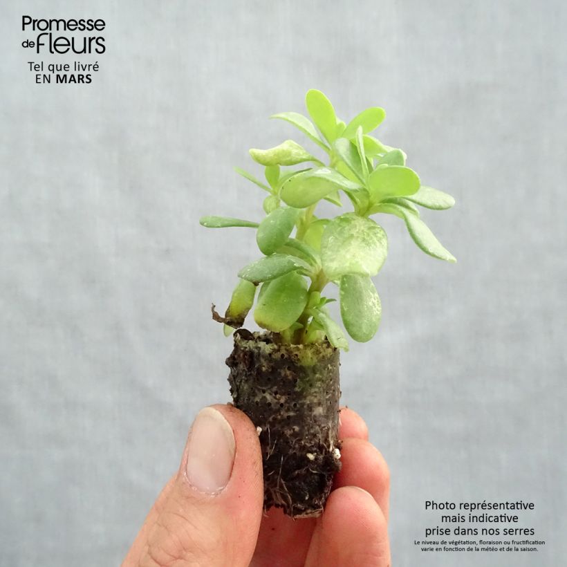 Portulaca grandiflora Duna Tris minicepellón: Ø 1,5/2,5 cm Ejemplar entregado en la primavera