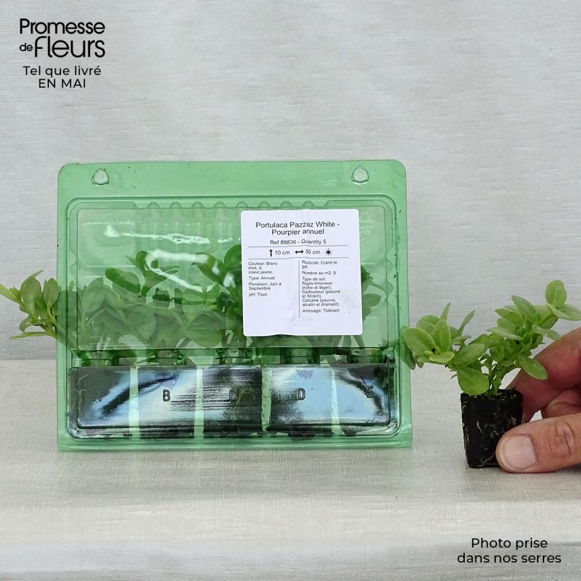 Portulaca oleracea Pazzaz White minicepellón: Ø 3/4 cm Ejemplar entregado en la primavera