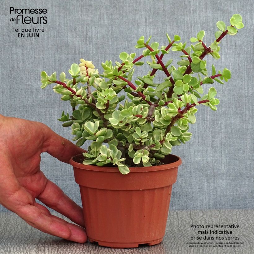 Ejemplar de Portulacaria afra Variegata - Árbol de la Abundancia Maceta de 12 cm / 13 cm entregado en verano