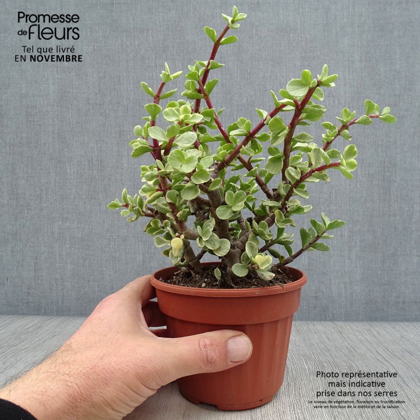 Ejemplar de Portulacaria afra Variegata - Árbol de la Abundancia Maceta de 12 cm / 13 cm entregado en otoño