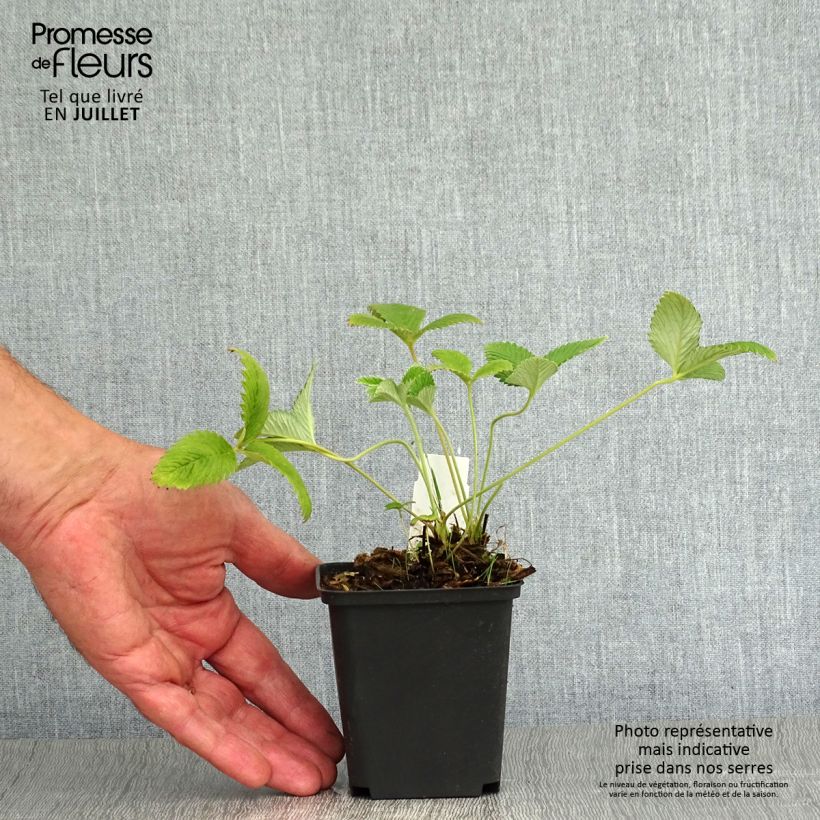 Ejemplar de Potentilla Arc en Ciel - Potentille vivace Godet de 9cm entregado en verano