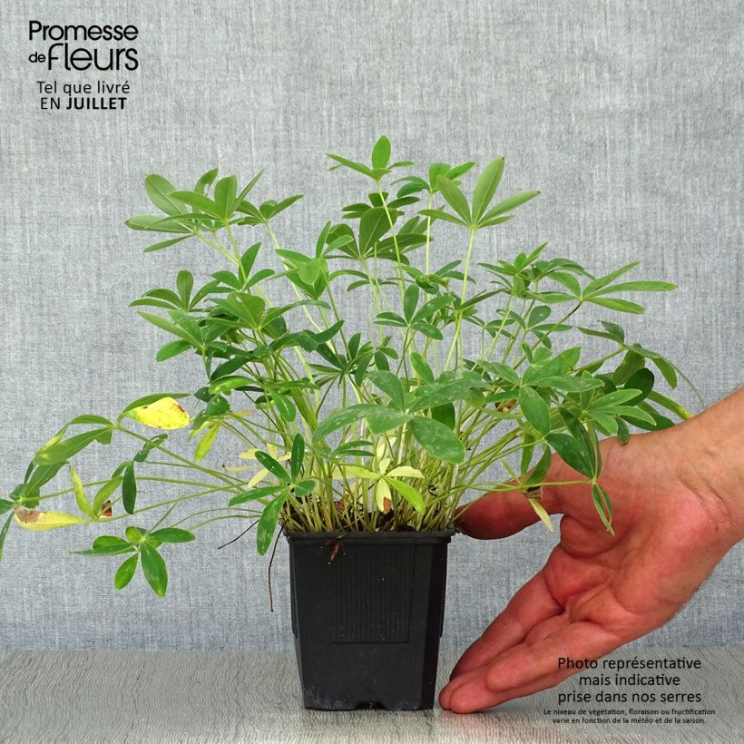 Ejemplar de Potentilla alba - Potentille blanche Godet de 8/9cm entregado en verano