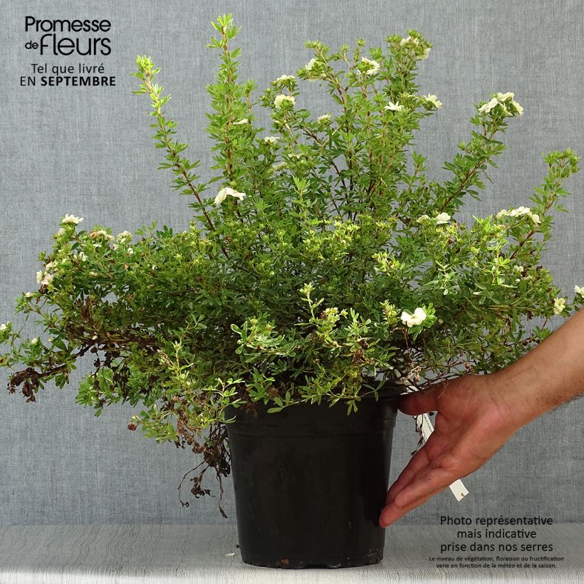 Ejemplar de Potentilla fruticosa Double Punch Pastel Maceta 3L/4L entregado en otoño