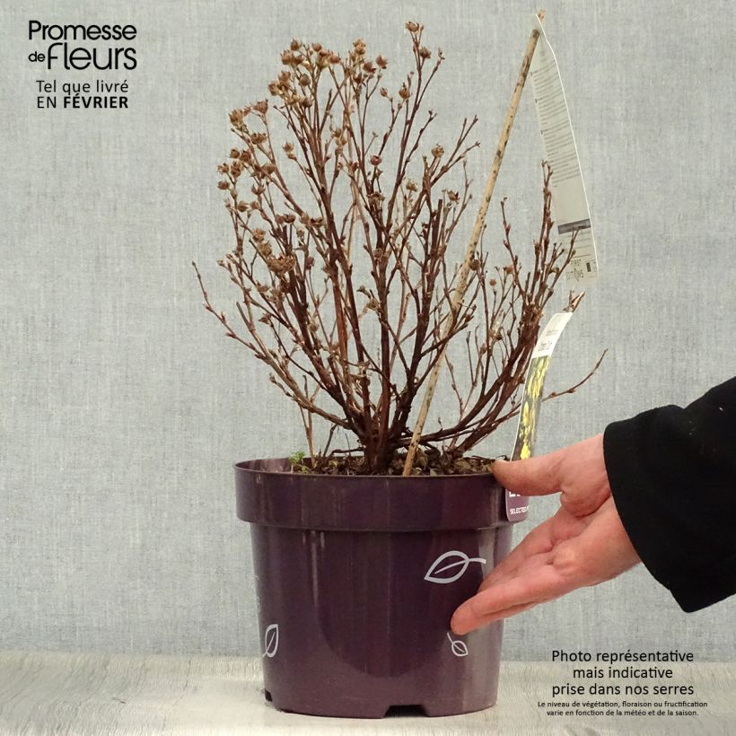 Potentilla fruticosa Citrus Tart Maceta 2L/3L Ejemplar entregado en invierno