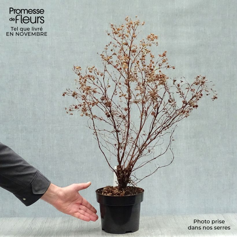 Ejemplar de Potentilla fruticosa Goldfinger Maceta 3L/4L entregado en otoño