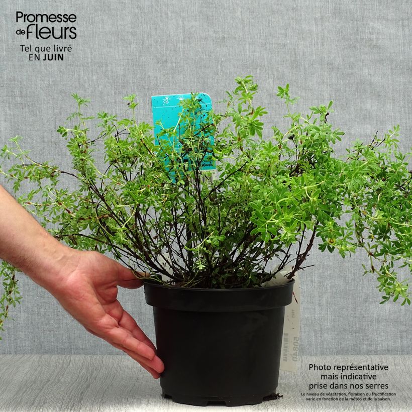 Ejemplar de Potentilla fruticosa Goldfinger - Potentille arbustive 30cm en pot de 3/4L entregado en verano