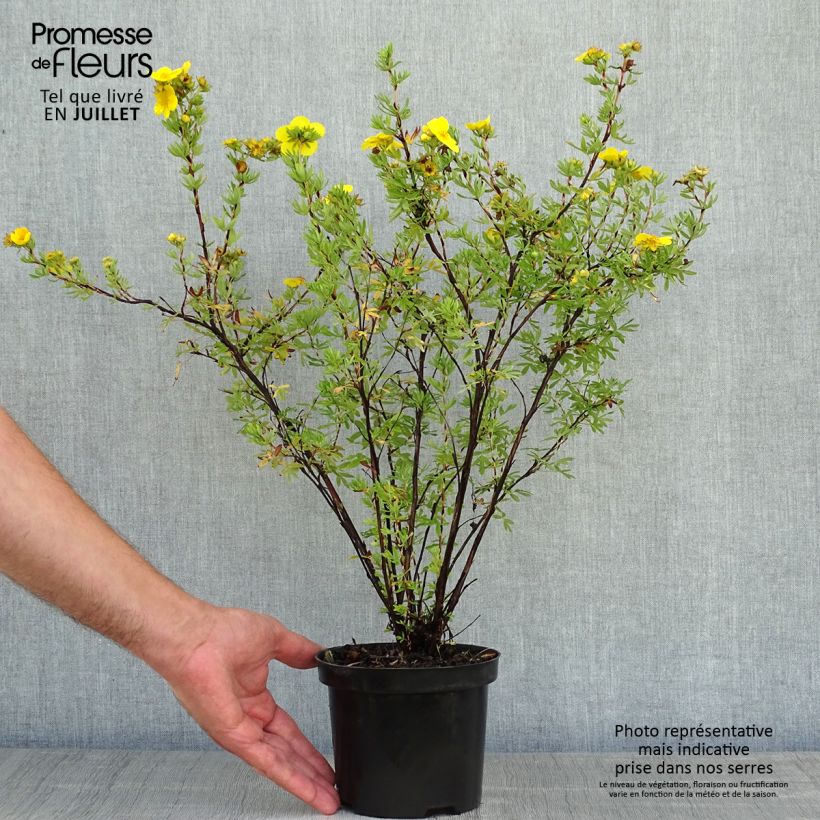 Ejemplar de Potentilla fruticosa Goldfinger - Potentille arbustive en pot de 1L/1,5L entregado en verano