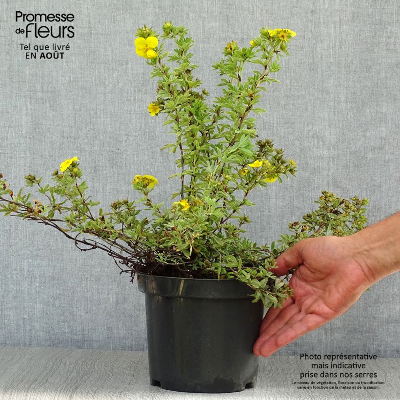 Ejemplar de Potentilla fruticosa Goldteppich - Potentille arbustive  Pot de 1.5L/2L entregado en verano