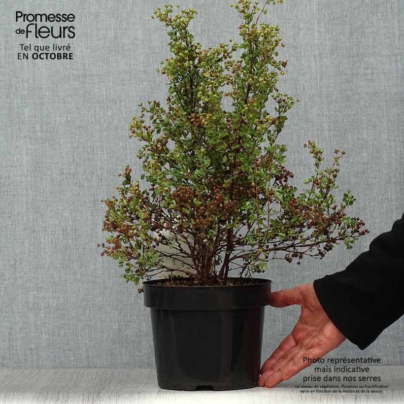 Ejemplar de Potentilla fruticosa Lemon Meringue Maceta 2L/3L entregado en otoño