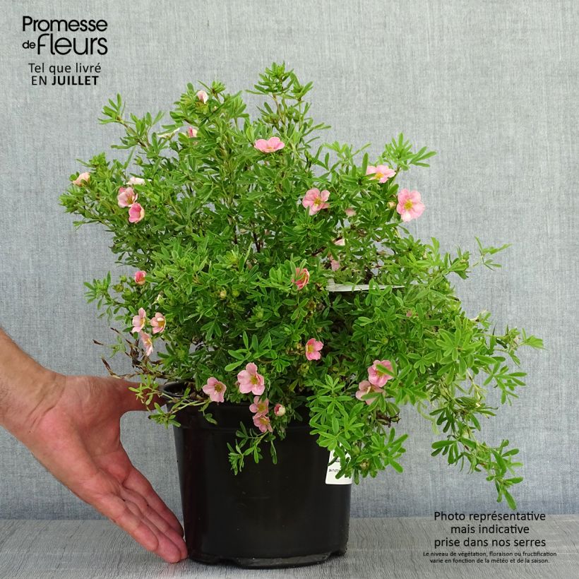Ejemplar de Potentilla fruticosa Lovely Pink- Potentille arbustive Pot de 1,5L/2LHauteur livrée env. 20/30cm entregado en verano