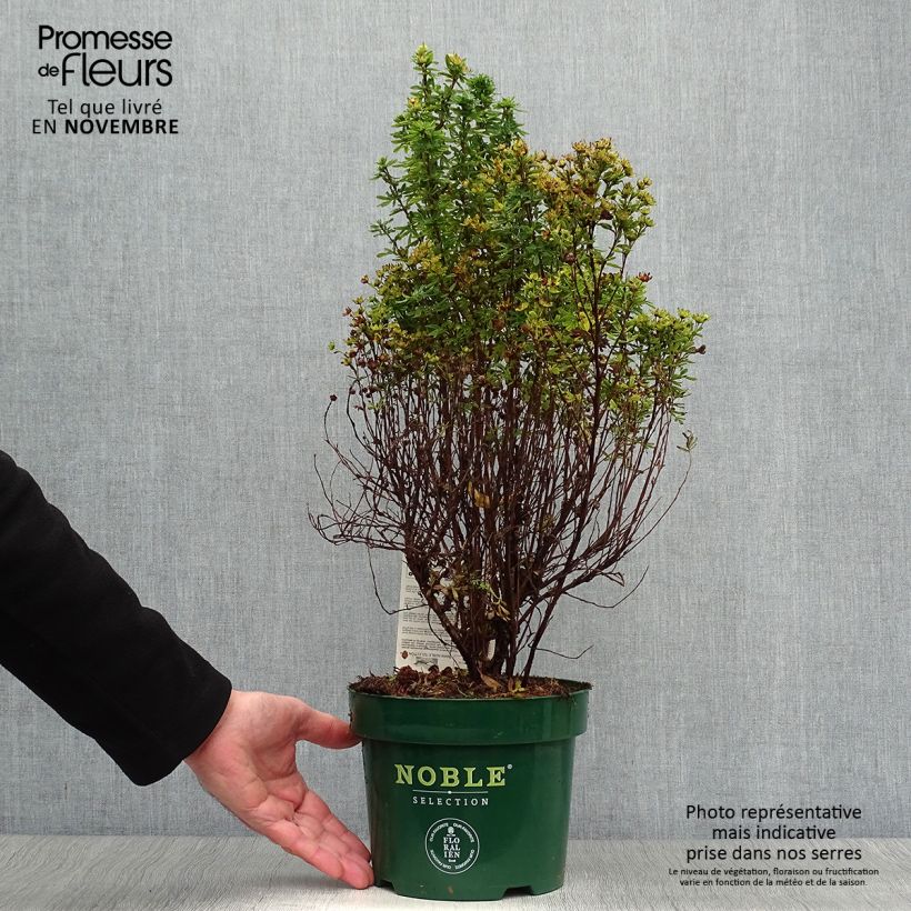Ejemplar de Potentilla fruticosa Mango Tango Maceta 2L/3L entregado en otoño