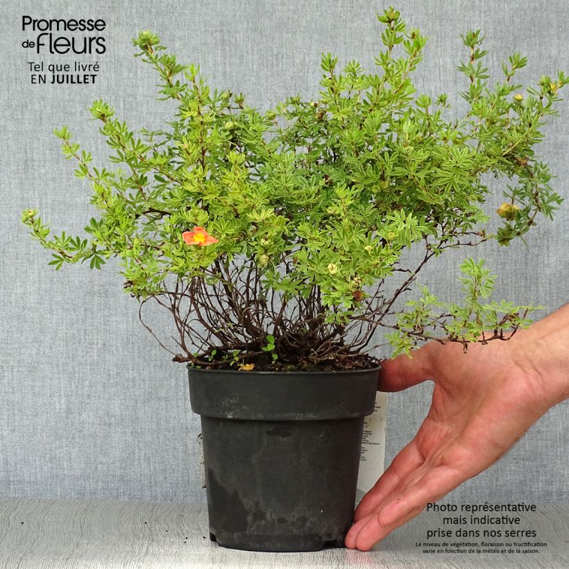 Ejemplar de Potentilla fruticosa Red Ace Maceta 1L/1,5L entregado en verano