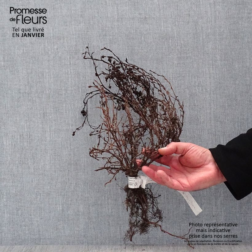Potentilla fruticosa Red Ace Raíces desnudas Ejemplar entregado en invierno