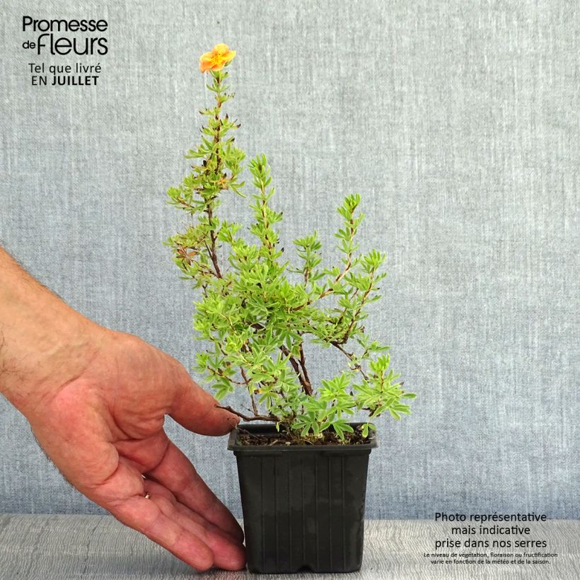Ejemplar de Potentilla fruticosa Red Ace Maceta de 8/9 cm entregado en verano