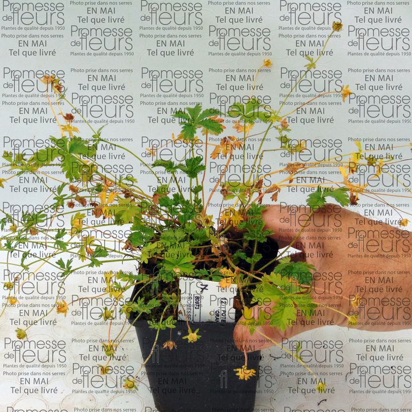 Ejemplo de ejemplar de Potentilla Orange Maceta de 8/9 cm tal y como se entrega
