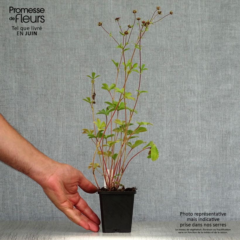 Ejemplar de Potentilla nepalensis Miss Willmott - Potentille vivace du Népal Godet de 9cm entregado en verano