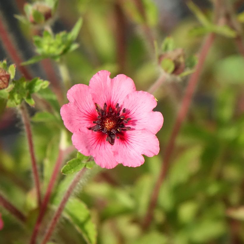 Potentilla nepalensis Miss Willmot (Floración)