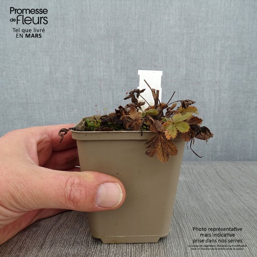 Potentilla recta Warrenii Maceta de 8/9 cm Ejemplar entregado en invierno