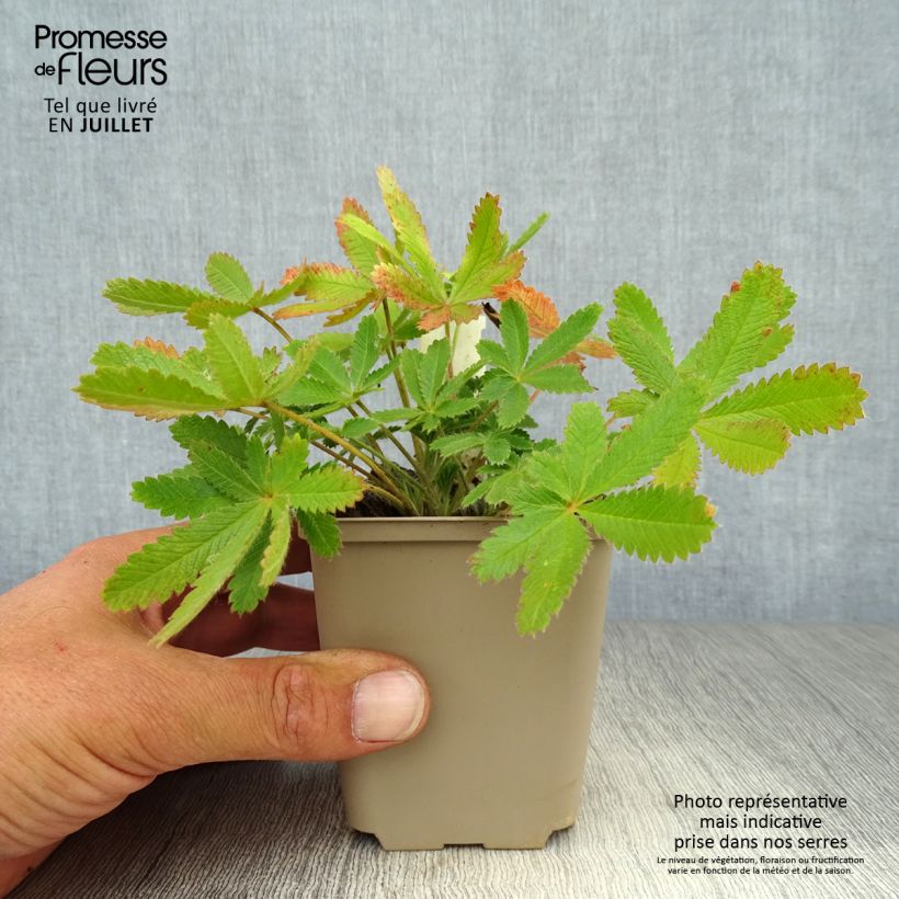 Ejemplar de Potentilla recta var. sulphurea Maceta de 8/9 cm entregado en verano